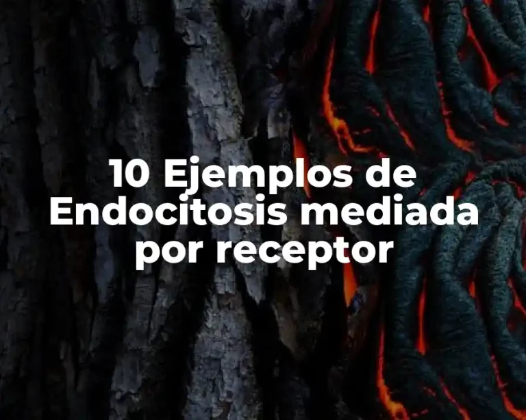 10 Ejemplos de Endocitosis mediada por receptor