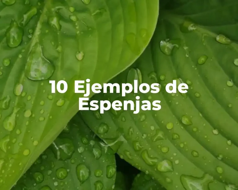 10 Ejemplos de Espenjas