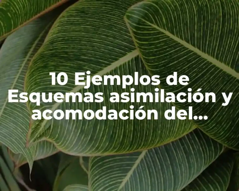10 Ejemplos de Esquemas asimilación y acomodación del conocimiento