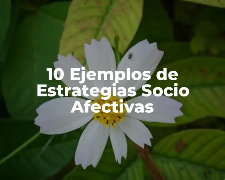 10 Ejemplos de Estrategias Socio Afectivas