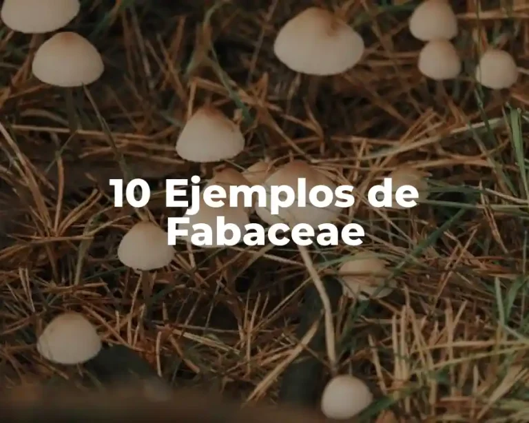 10 Ejemplos de Fabaceae