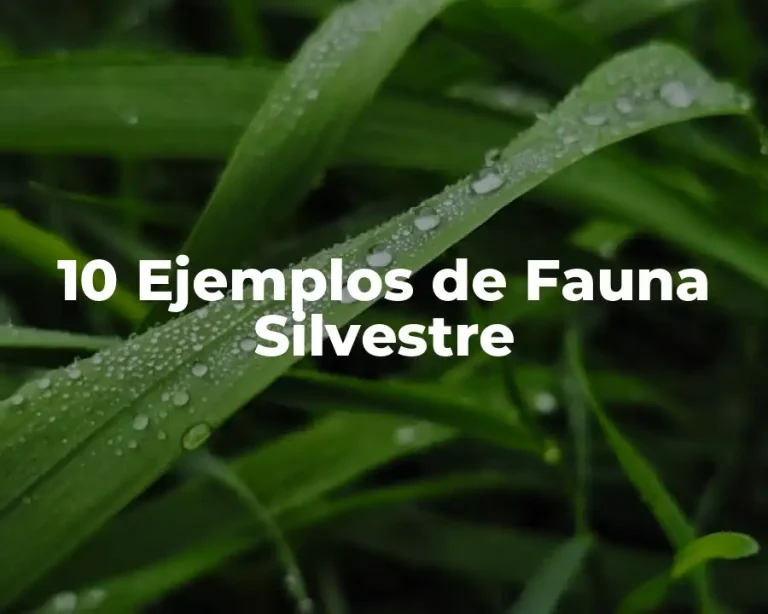 10 Ejemplos de Fauna Silvestre