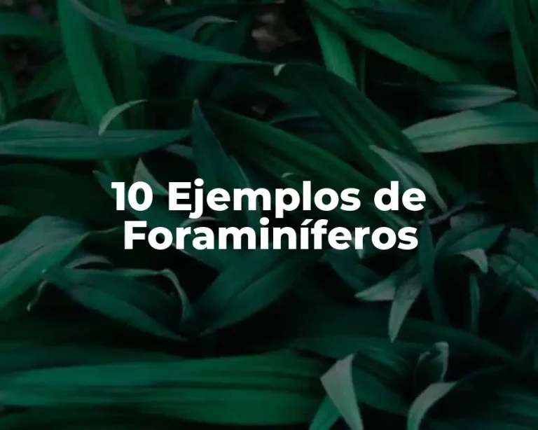 10 Ejemplos de Foraminíferos