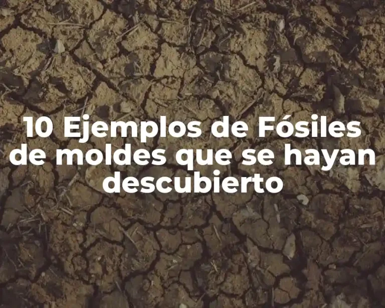 10 Ejemplos de Fósiles de moldes que se hayan descubierto
