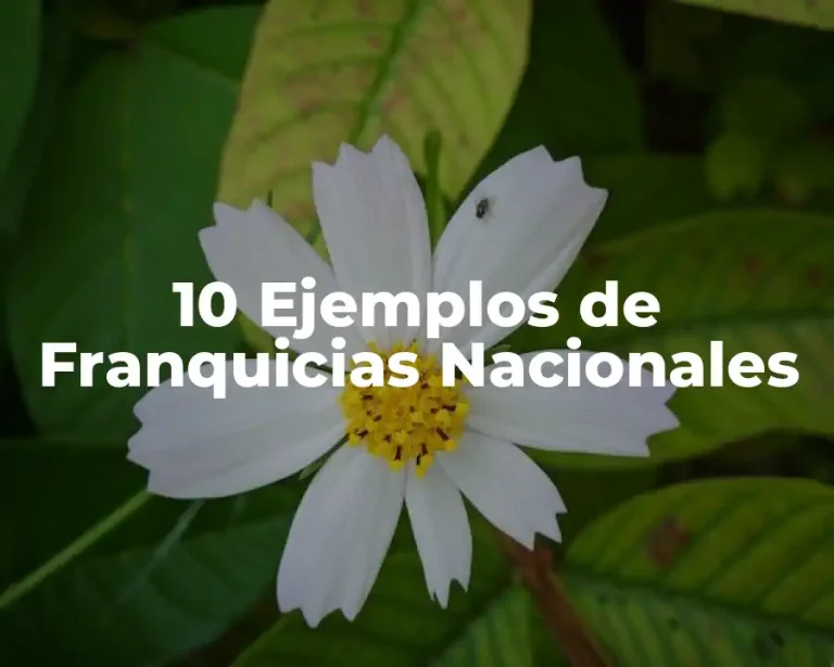 10 Ejemplos de Franquicias Nacionales