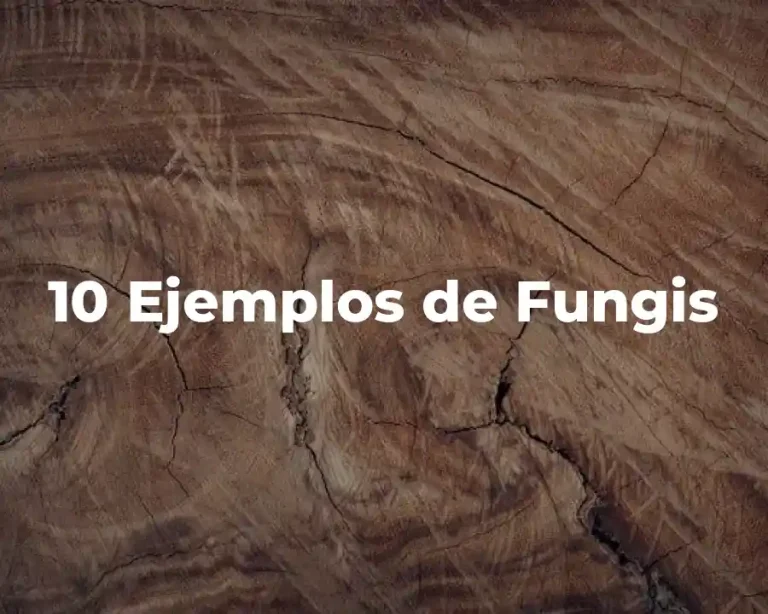 10 Ejemplos de Fungis