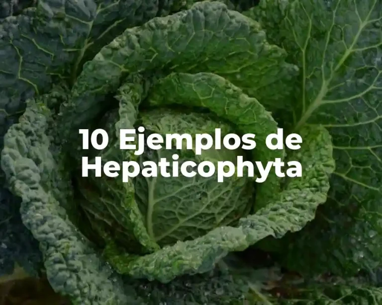 10 Ejemplos de Hepaticophyta