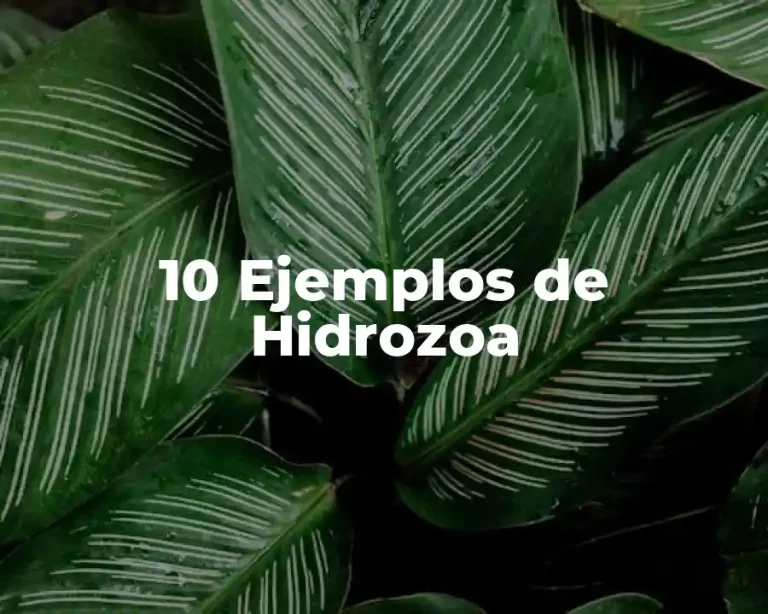 10 Ejemplos de Hidrozoa