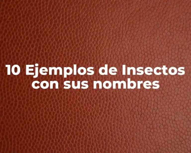 10 Ejemplos de Insectos con sus nombres