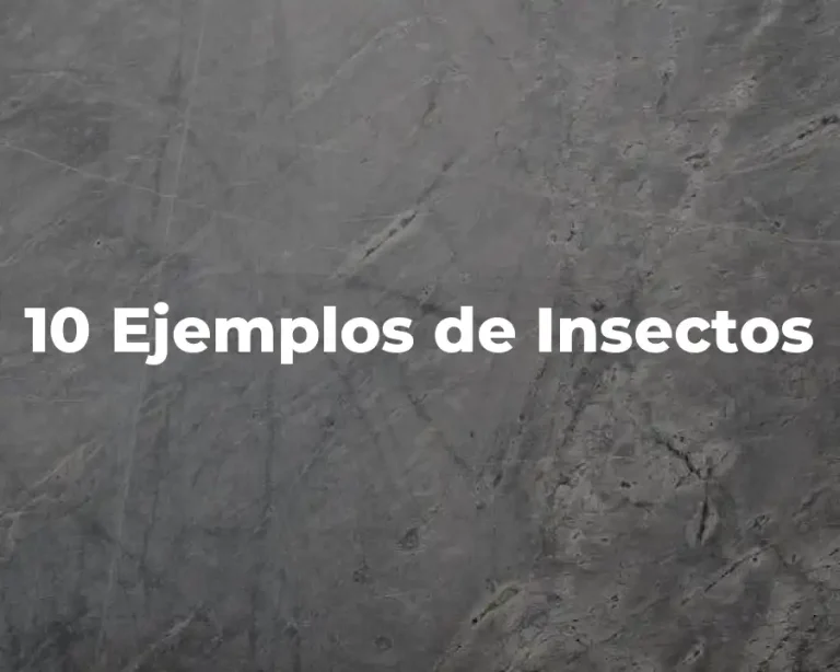 10 Ejemplos de Insectos