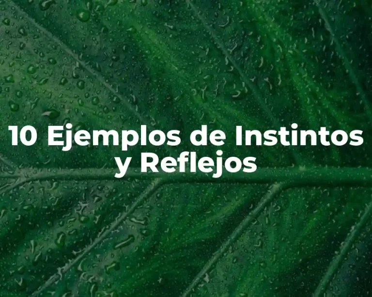 10 Ejemplos de Instintos y Reflejos