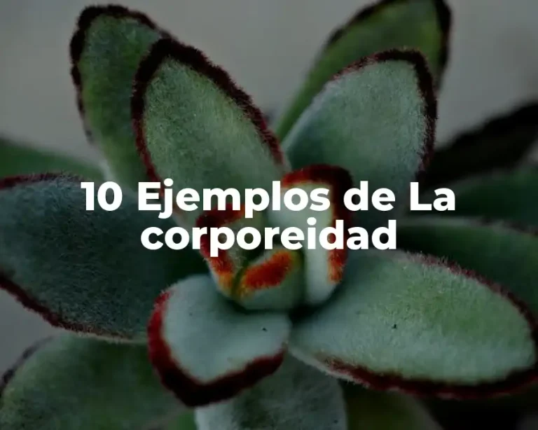 10 Ejemplos de La corporeidad