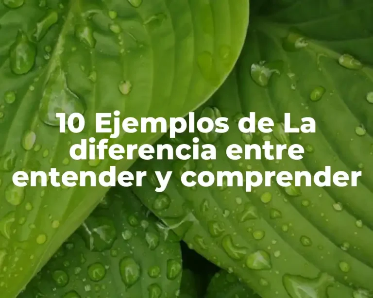 10 Ejemplos de La diferencia entre entender y comprender