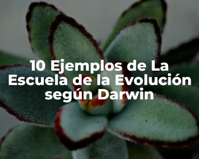 10 Ejemplos de La Escuela de la Evolución según Darwin