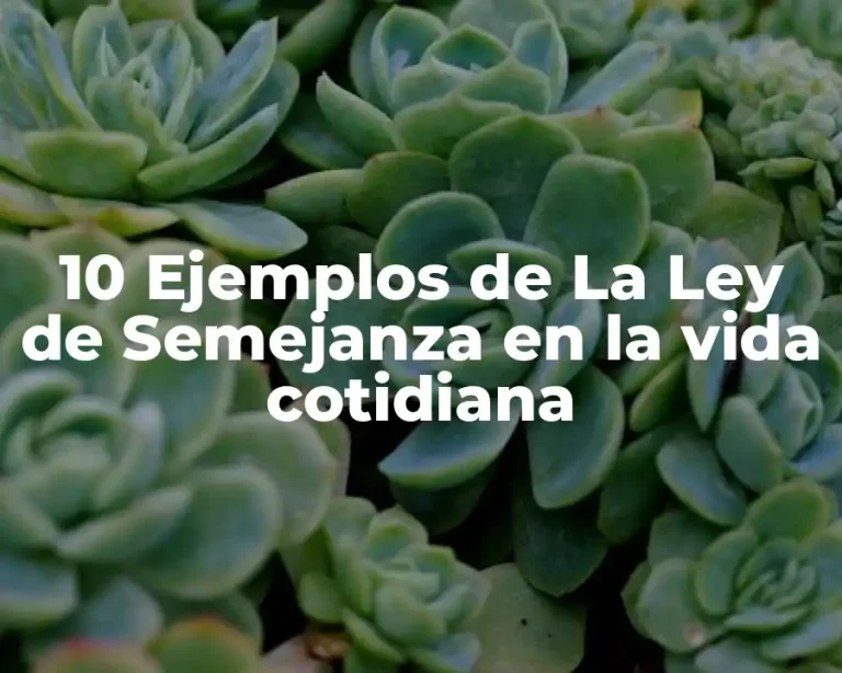 10 Ejemplos de La Ley de Semejanza en la vida cotidiana