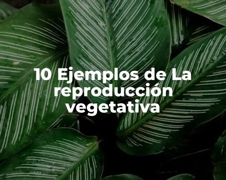 10 Ejemplos de La reproducción vegetativa