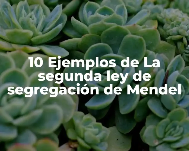 10 Ejemplos de La segunda ley de segregación de Mendel