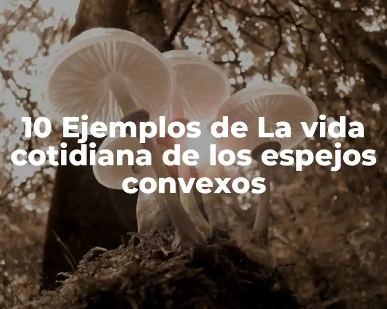 10 Ejemplos de La vida cotidiana de los espejos convexos