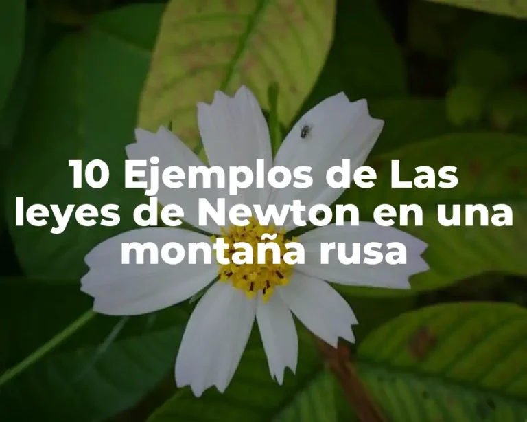 10 Ejemplos de Las leyes de Newton en una montaña rusa