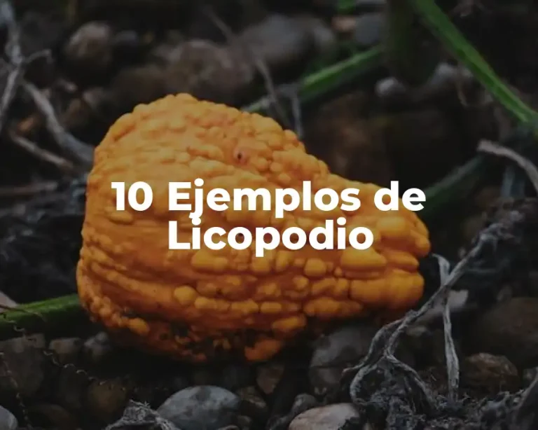 10 Ejemplos de Licopodio