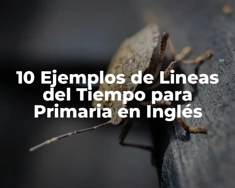 10 Ejemplos de Lineas del Tiempo para Primaria en Inglés