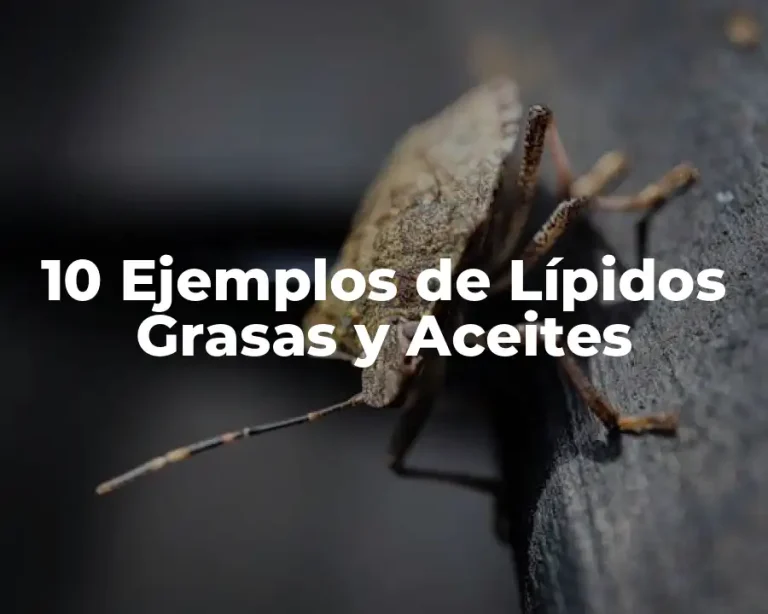 10 Ejemplos de Lípidos Grasas y Aceites