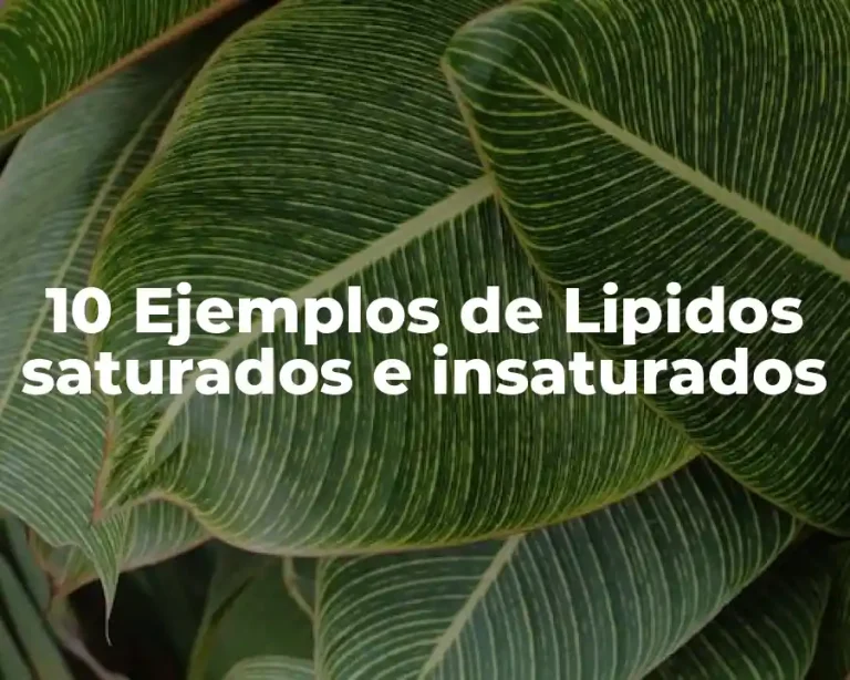 10 Ejemplos de Lipidos saturados e insaturados