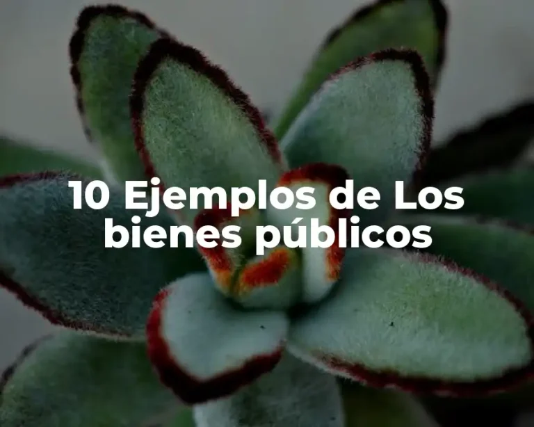 10 Ejemplos de Los bienes públicos