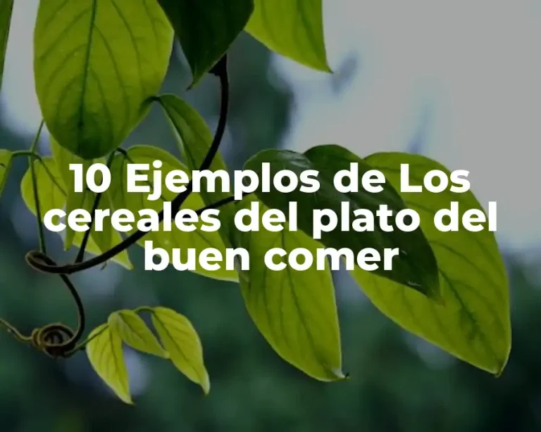 10 Ejemplos de Los cereales del plato del buen comer