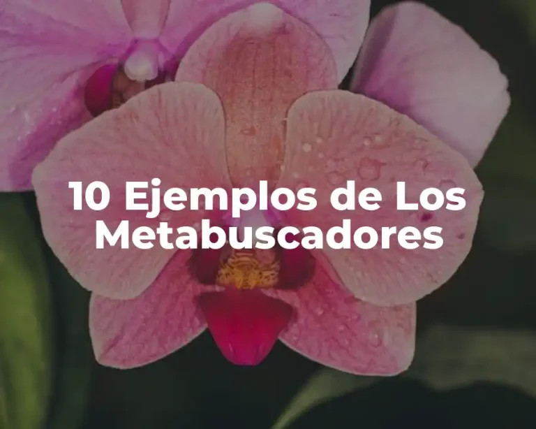 10 Ejemplos de Los Metabuscadores