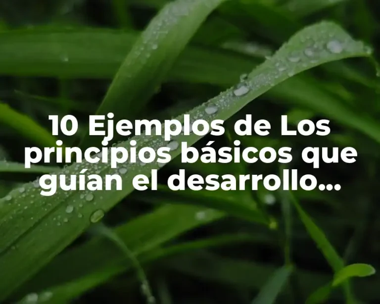 10 Ejemplos de Los principios básicos que guían el desarrollo curricular