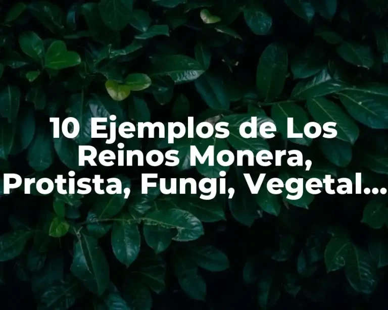 10 Ejemplos de Los Reinos Monera, Protista, Fungi, Vegetal y Animal