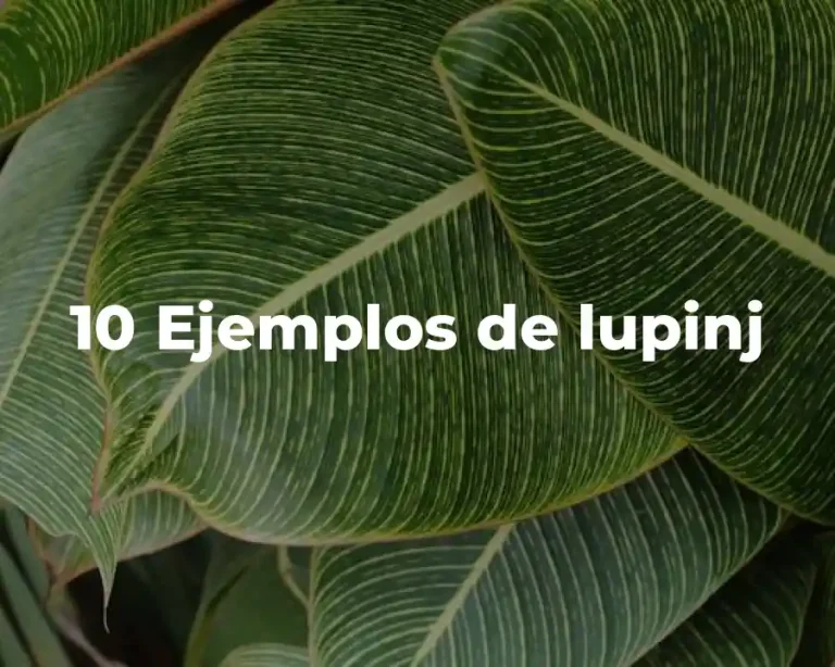 10 Ejemplos de lupinj