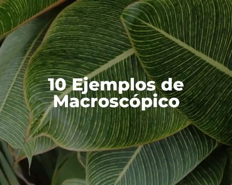 10 Ejemplos de Macroscópico