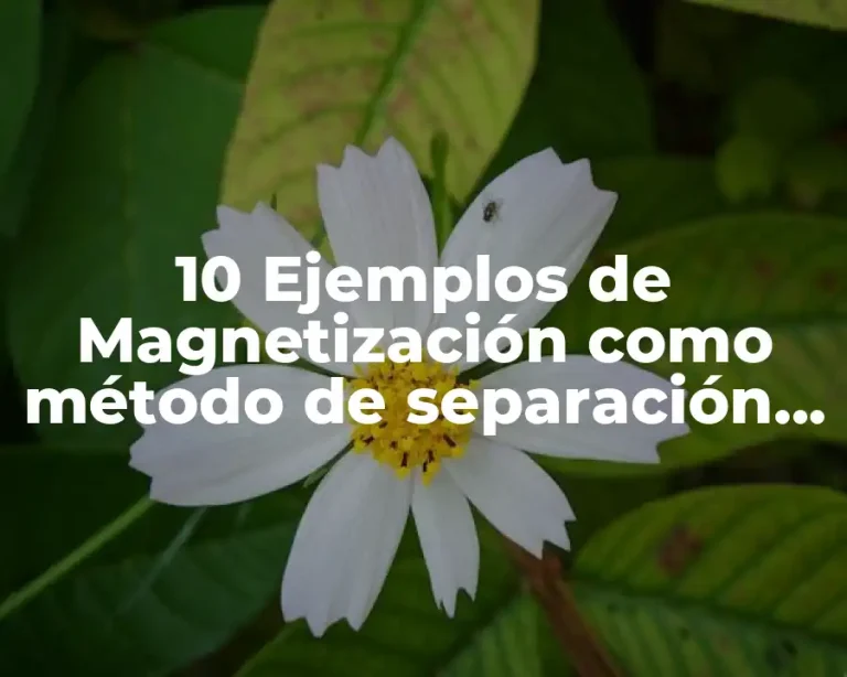 10 Ejemplos de Magnetización como método de separación de mezclas