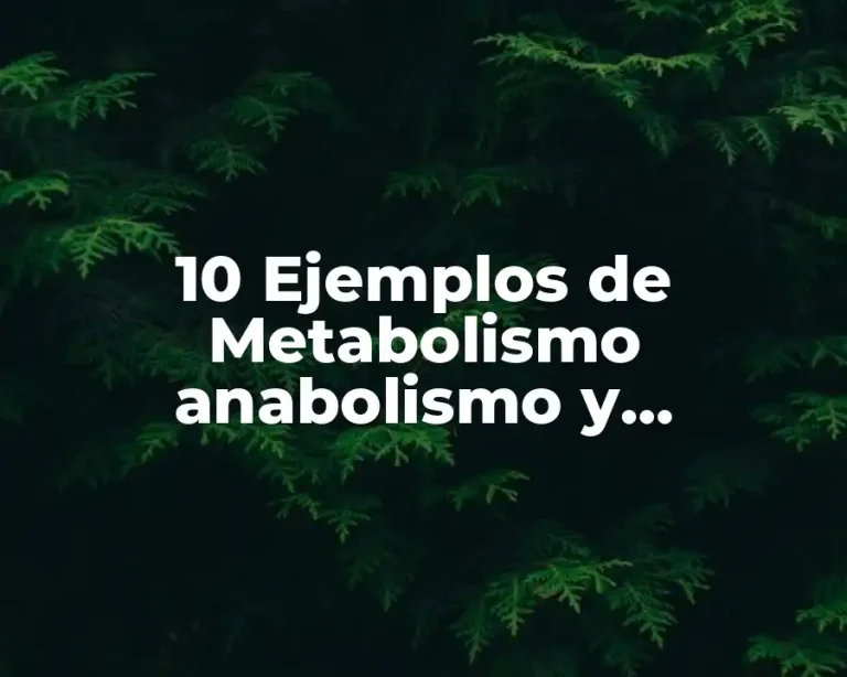 10 Ejemplos de Metabolismo anabolismo y catabolismo