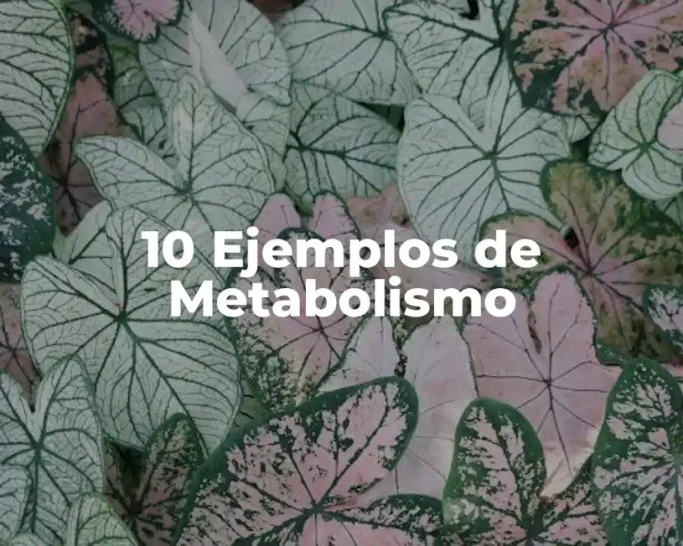 10 Ejemplos de Metabolismo