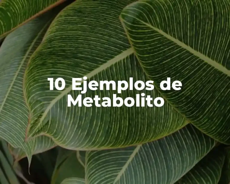 10 Ejemplos de Metabolito
