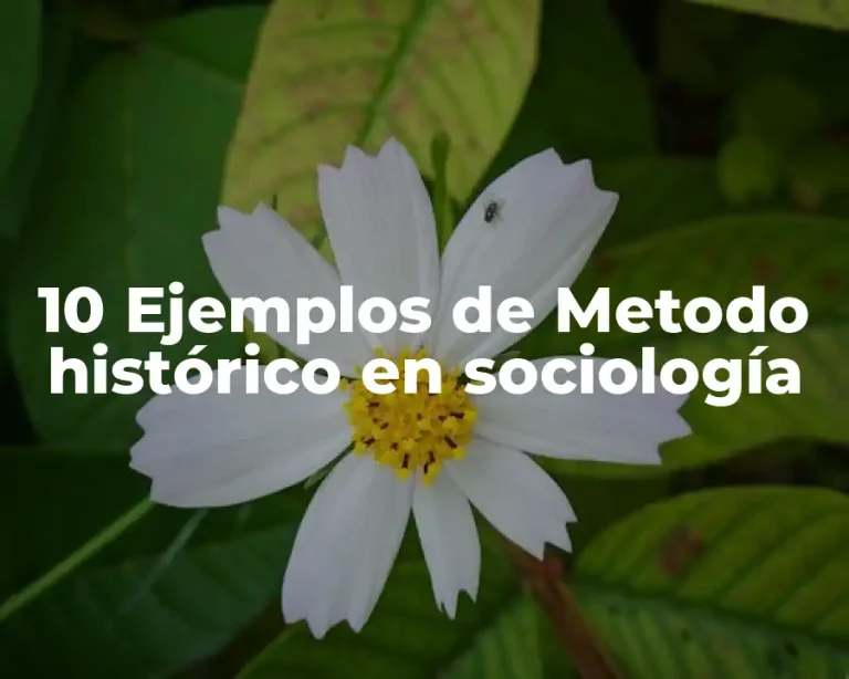 10 Ejemplos de Metodo histórico en sociología
