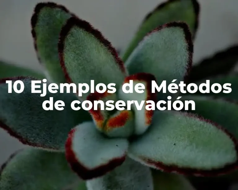 10 Ejemplos de Métodos de conservación