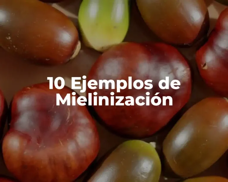 10 Ejemplos de Mielinización