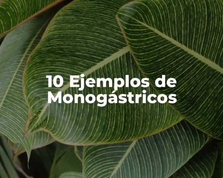 10 Ejemplos de Monogástricos