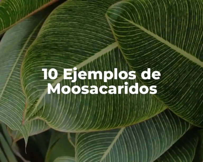 10 Ejemplos de Moosacaridos