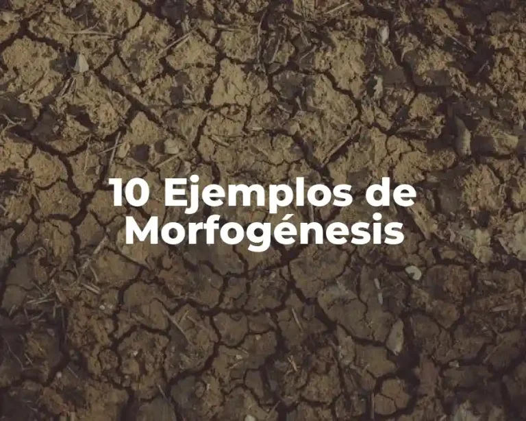 10 Ejemplos de Morfogénesis