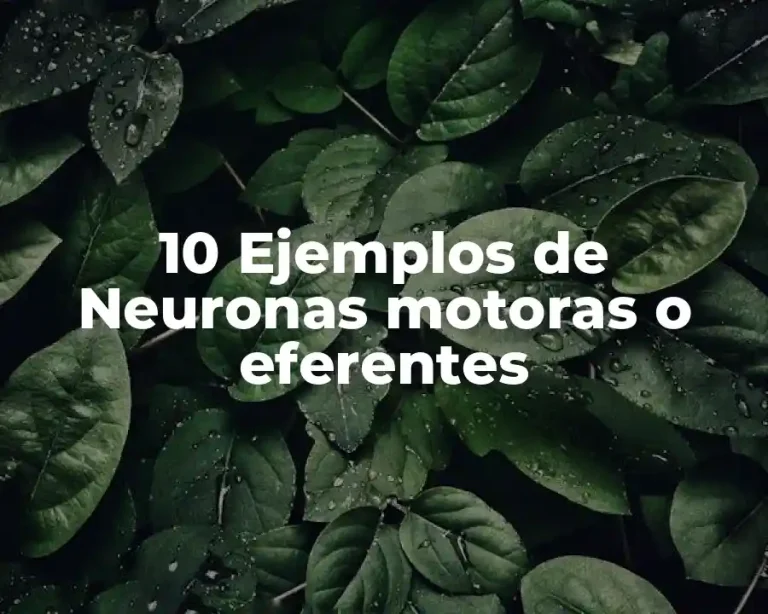 10 Ejemplos de Neuronas motoras o eferentes