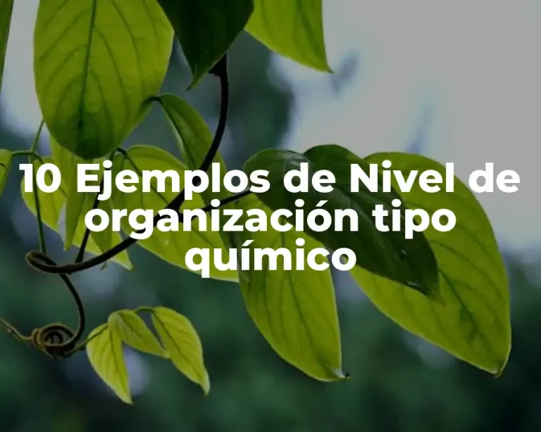 10 Ejemplos de Nivel de organización tipo químico