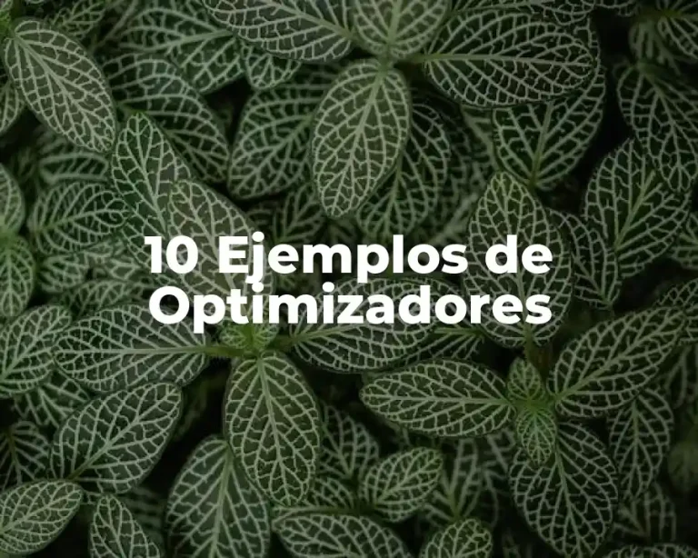 10 Ejemplos de Optimizadores