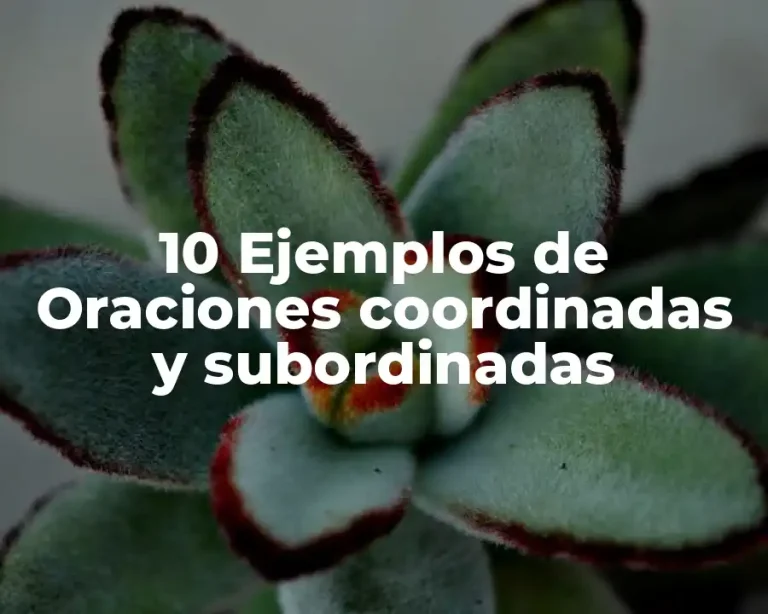10 Ejemplos de Oraciones coordinadas y subordinadas