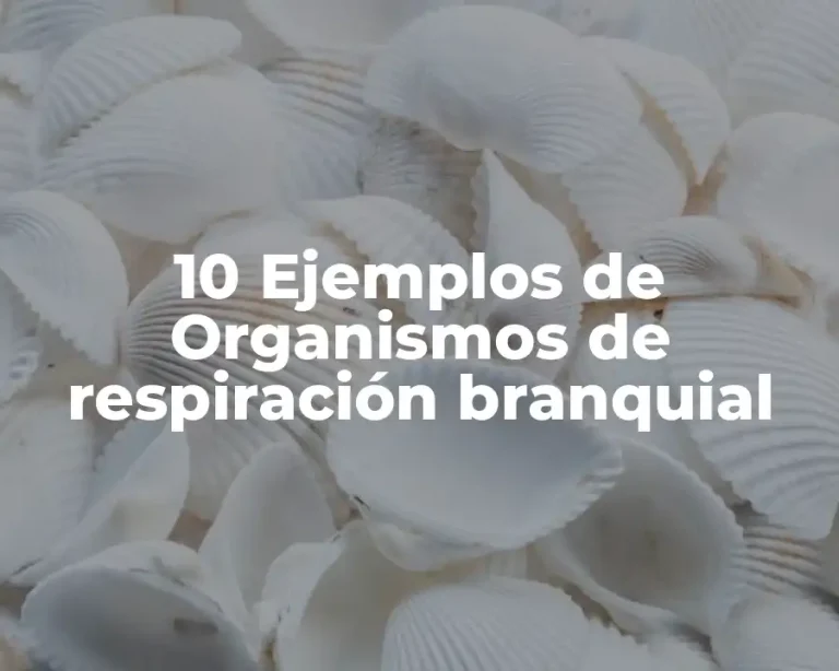 10 Ejemplos de Organismos de respiración branquial