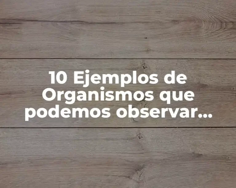 10 Ejemplos de Organismos que podemos observar mejor con una lupa